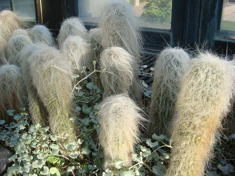 412 Longwood Gardens [2008 August 23].JPG - Longwood Gardens in Pennsylvania